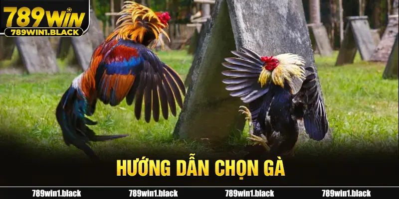 Hướng Dẫn Chọn Gà Trong Kèo Cược Với Khả Năng Thắng Cao 1 Hướng dẫn chọn gà