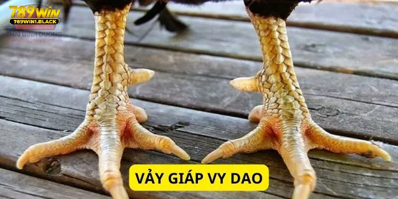 Hướng Dẫn Chọn Gà Trong Kèo Cược Với Khả Năng Thắng Cao 2 Ba vảy giáp vy đao là hàng cực phẩm mà rất nhiều kê sư ao ước